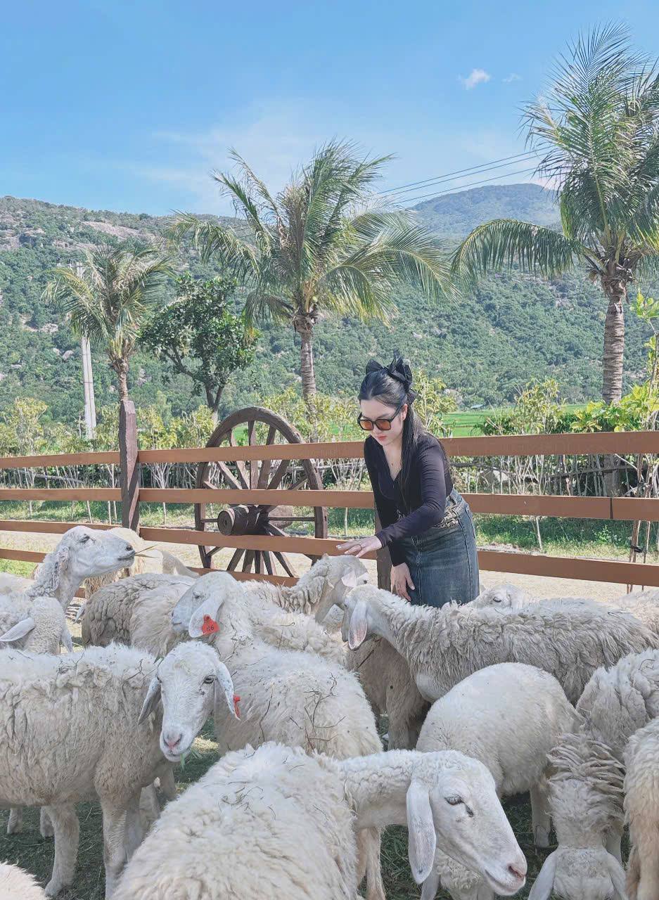 Du khách tham quan đồng cừu