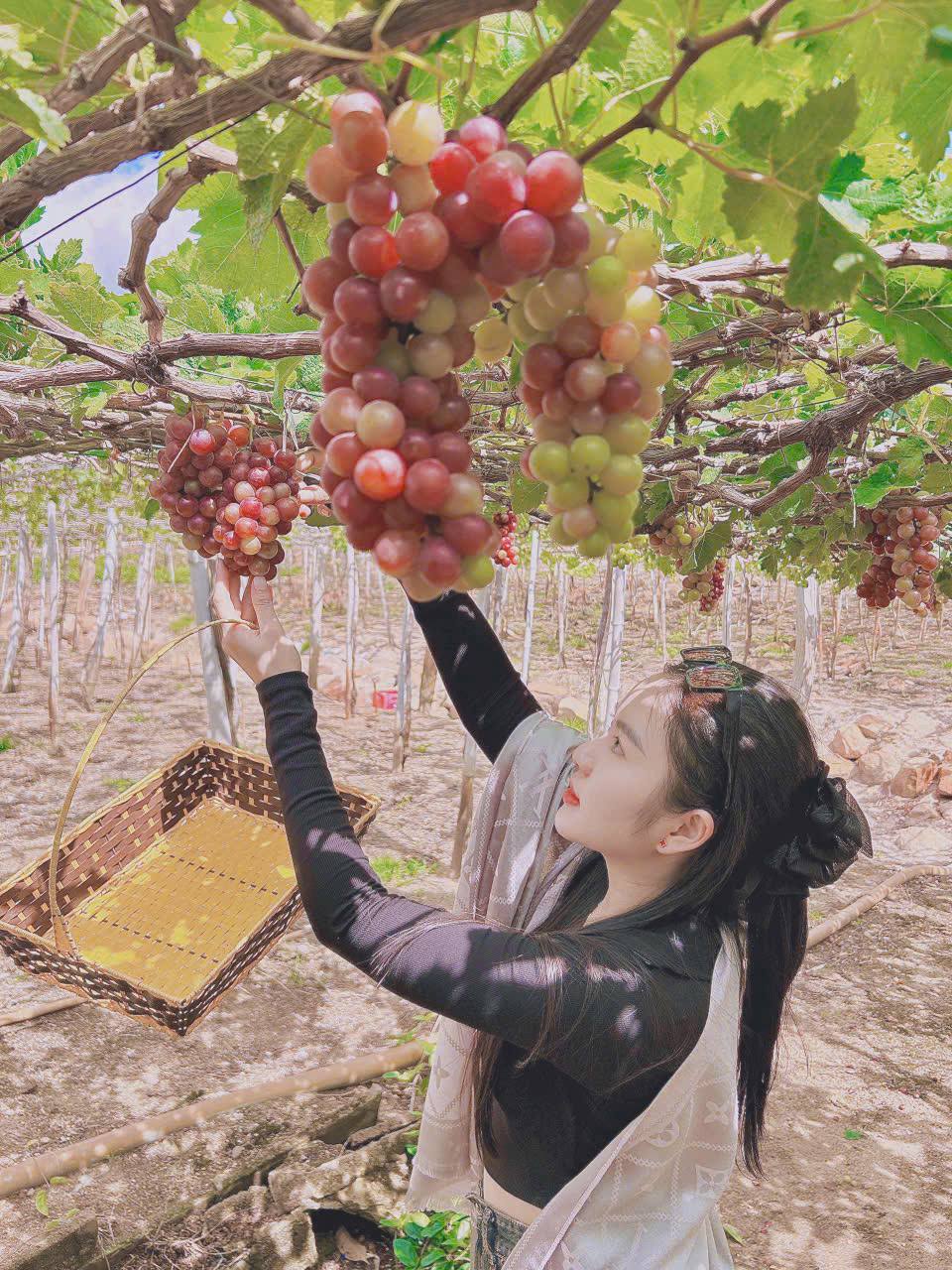 Du khách tham quan vườn nho